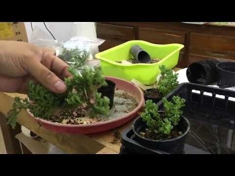 珍珠柏 枯黃